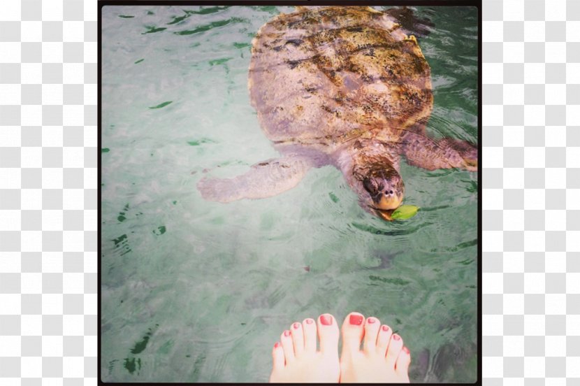 Loggerhead Sea Turtle Emydidae Tortoise - Water Bird Transparent PNG