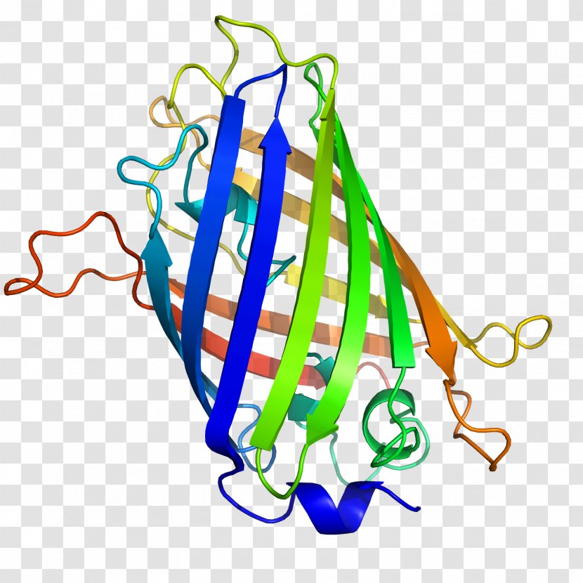 Jellyfish Green Fluorescent Protein Fluorescence Aequorea Victoria - Structure Transparent PNG