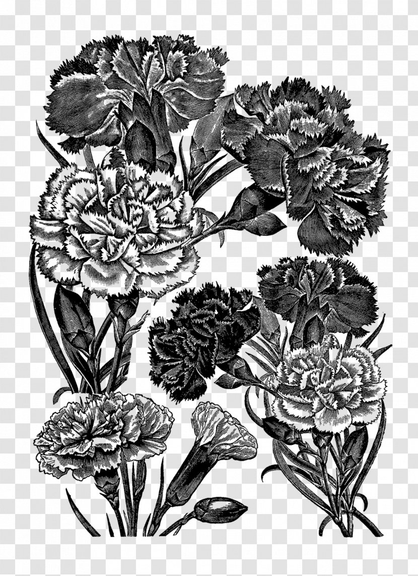 Flower Drawing Floral Design Carnation - Botany - CARNATION Transparent PNG