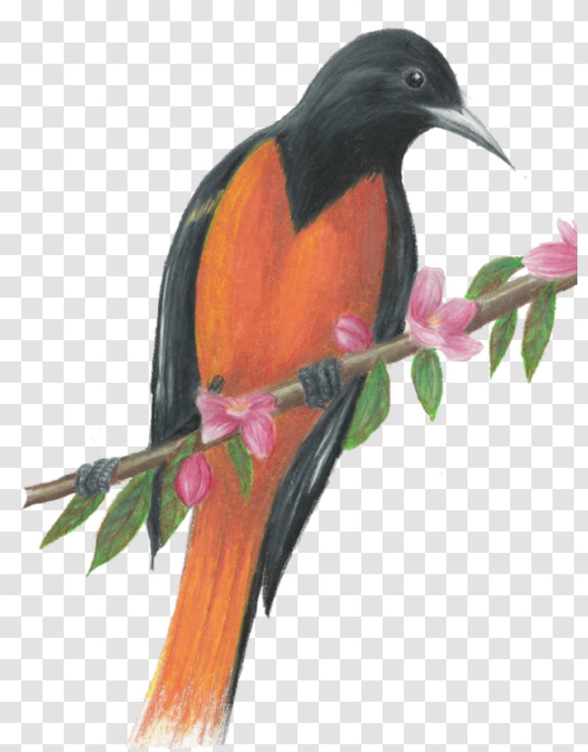 Beak Coraciiformes - Orange Splash Transparent PNG