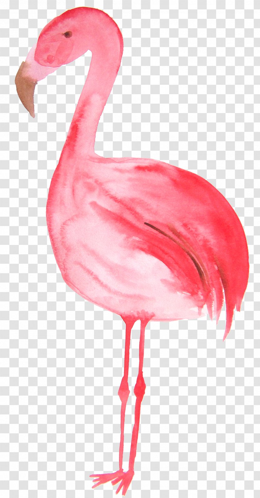 Flamingos Bird Illustration - Neck - Red Hand Painted Flamingo Transparent PNG