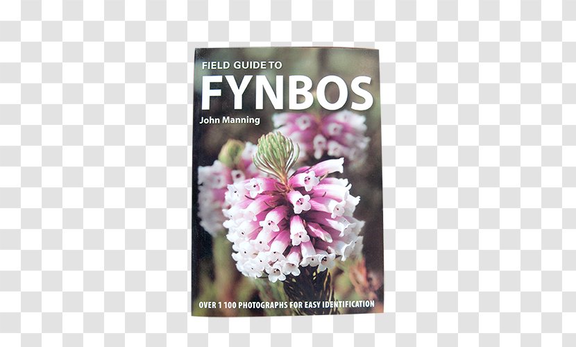Field Guide To Fynbos Wild Flowers Of South Africa First Succulents Southern Cape Floristic Region - Plant - Flower Transparent PNG