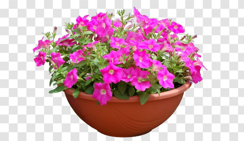 Pink Flower Cartoon - Shrub - Geranium Perennial Plant Transparent PNG