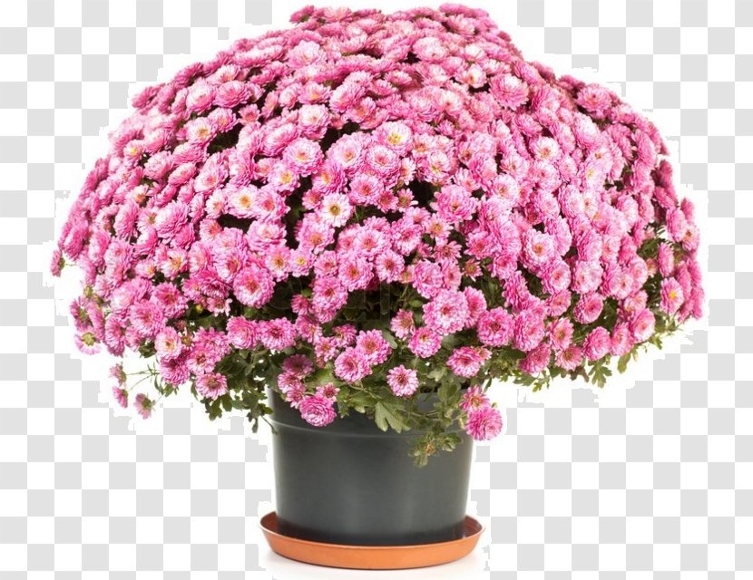 Chrysanthemum ×grandiflorum Flowerpot Perennial Plant - Flower Transparent PNG