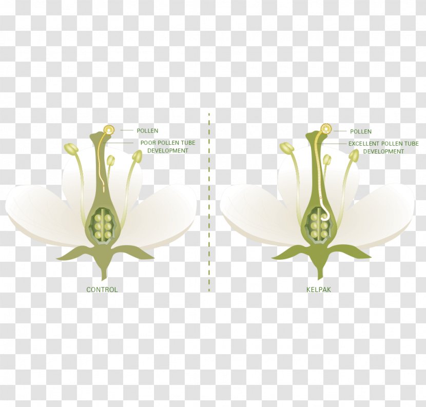 Plant Stem - Flora - Design Transparent PNG