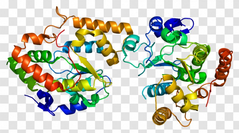 Cytochrome P450 Reductase Hemeprotein Nicotinamide Adenine Dinucleotide Phosphate - Enzyme Transparent PNG