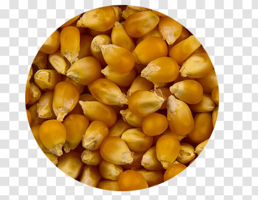 Maize Popcorn Semolina Food Crop Yield - Grain Transparent PNG