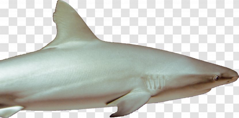 Great White Shark Lamniformes Requiem Tiger Chondrichthyes - Photography Transparent PNG