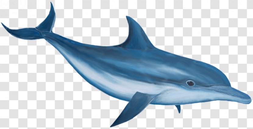 Common Bottlenose Dolphin Clip Art - Wholphin Transparent PNG