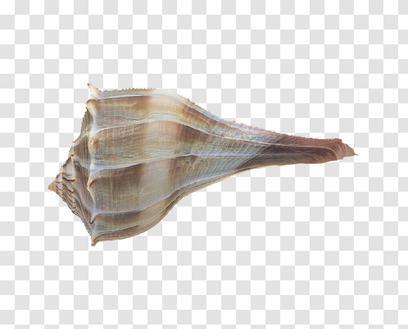 Seashell Snail Clip Art - Shankha Transparent PNG