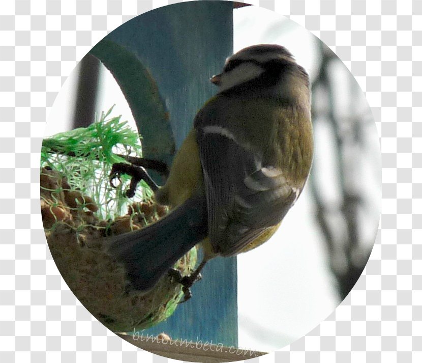 Photography Akhir Pekan Monday Peer Snapshot - Bird - Bim Bum Bam Transparent PNG