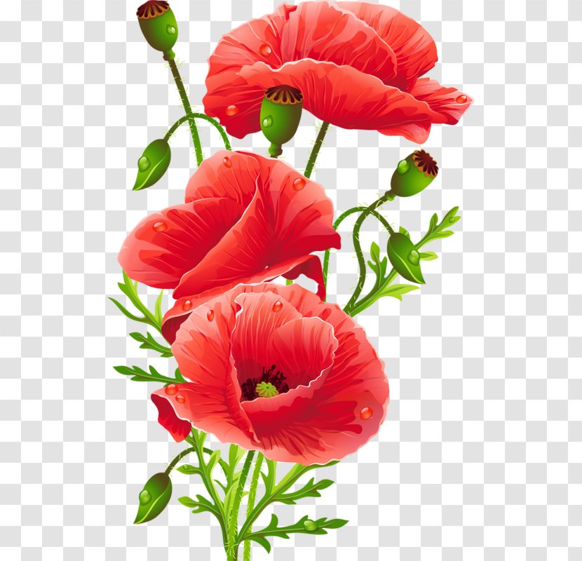 Flower Bouquet Common Poppy Floristry - Red Pattern Vector Transparent PNG