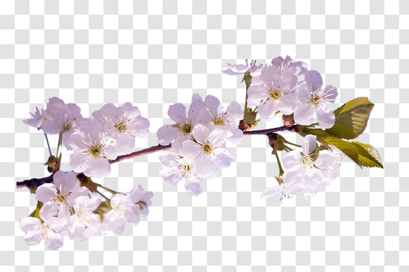 Spring Cherry Blossom Diary LiveInternet - Life Transparent PNG