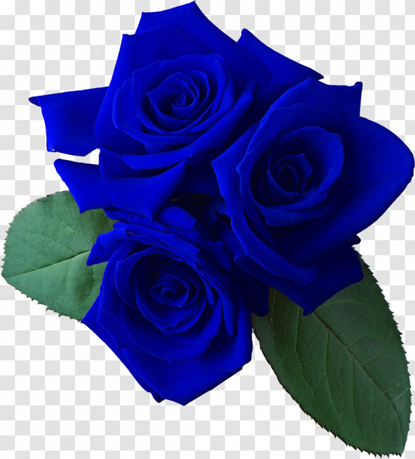 Garden Roses Flower Bouquet Cut Flowers - Blue Rose Transparent PNG