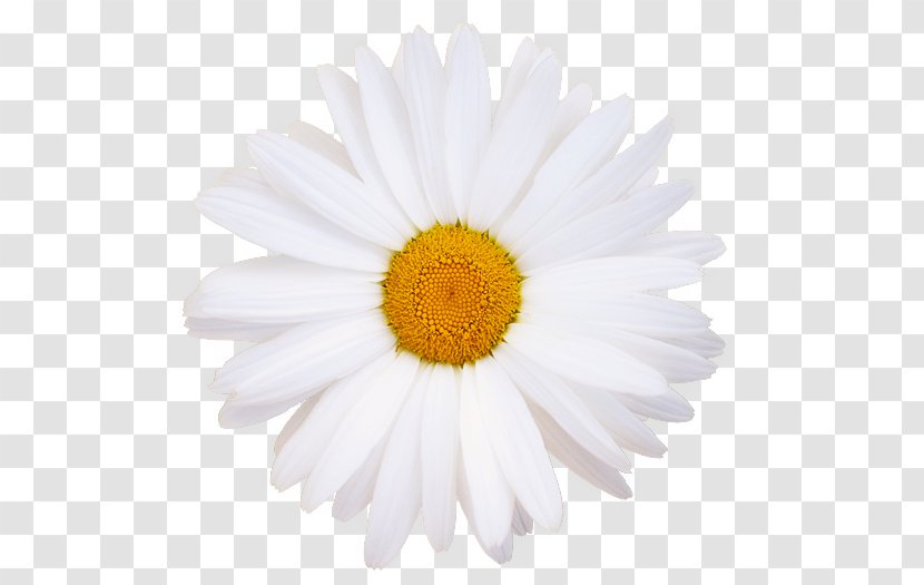 Stock.xchng Image Royalty-free Stock Photography - Marguerite Daisy - Petal Transparent PNG