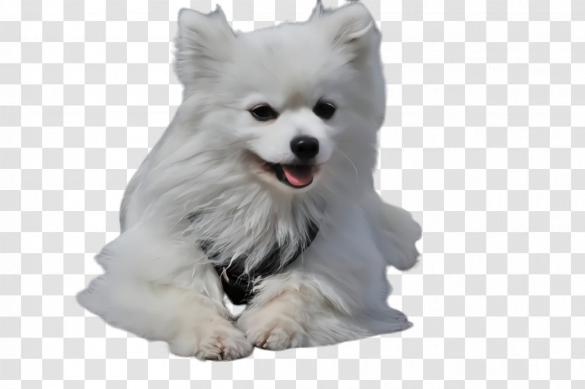 Dog Breed White Volpino Italiano Japanese Spitz - Pomeranian Transparent PNG