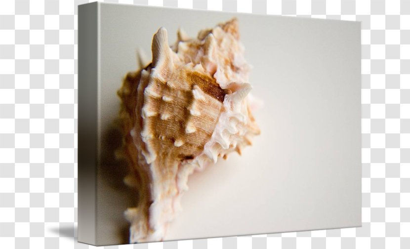 Conchology Seashell Transparent PNG