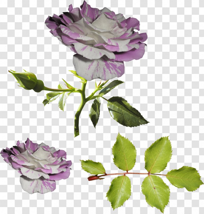 Garden Roses Flower Still Life: Pink Centifolia Violet - Purple Transparent PNG
