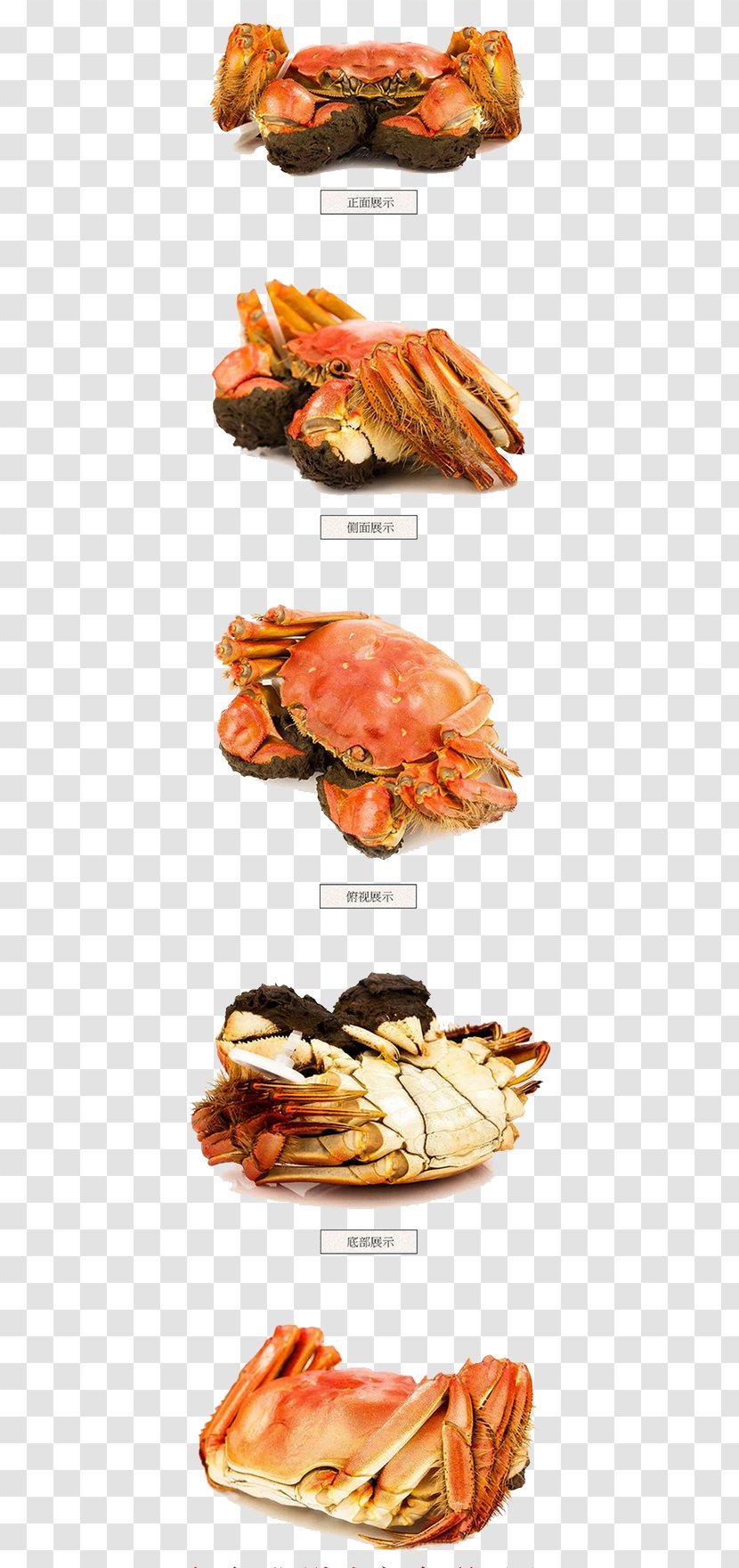 Yangcheng Lake Crab Seafood Decapoda - Crabs Transparent PNG