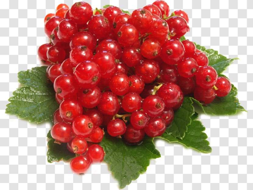 Redcurrant Red Wine Berry Fruit - Raspberry - Bramble Transparent PNG