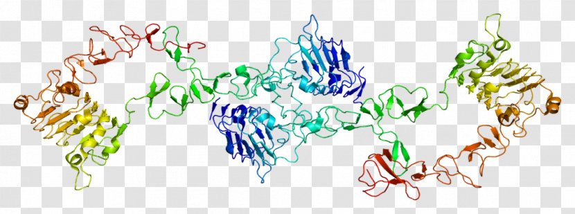 ERBB3 Protein Receptor Tyrosine Kinase HER2/neu - Structure - Epidermal Growth Factor Transparent PNG
