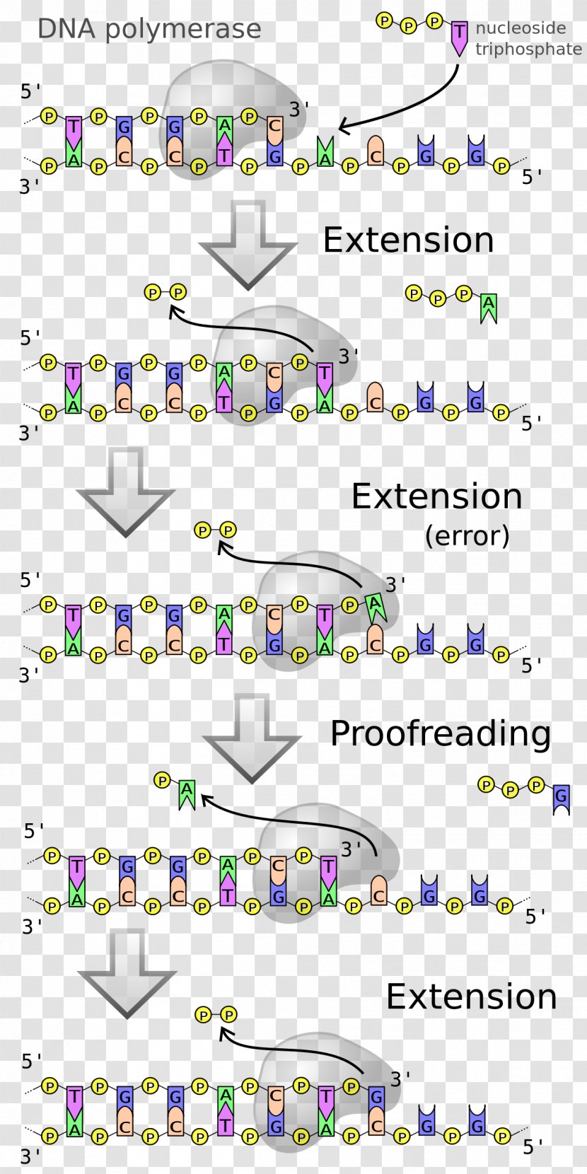 DNA Polymerase Replication Enzyme - Nucleotide - Reversetranscriptase Inhibitor Transparent PNG