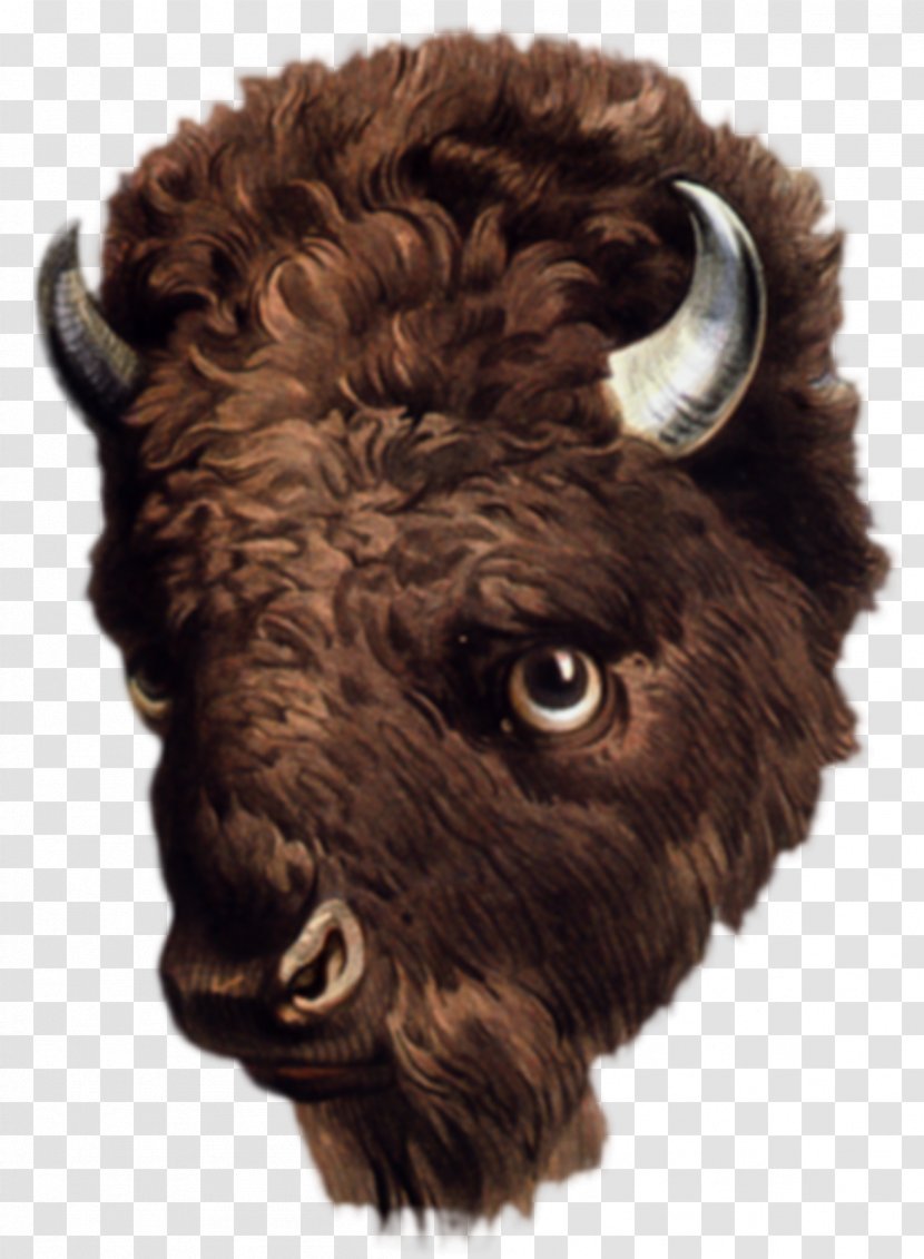 American Bison Buffalo Drawing Art Clip - Wings Transparent PNG