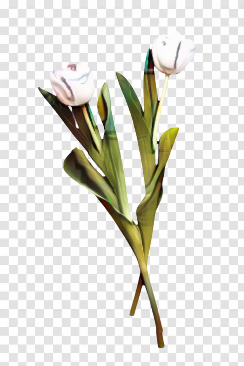 Flowers Background - Flowering Plant - Iris Anthurium Transparent PNG