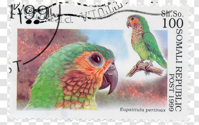 Budgerigar Parrot Bird Imperial Amazon Saint Vincent - Psittacinae - Stamps Transparent PNG
