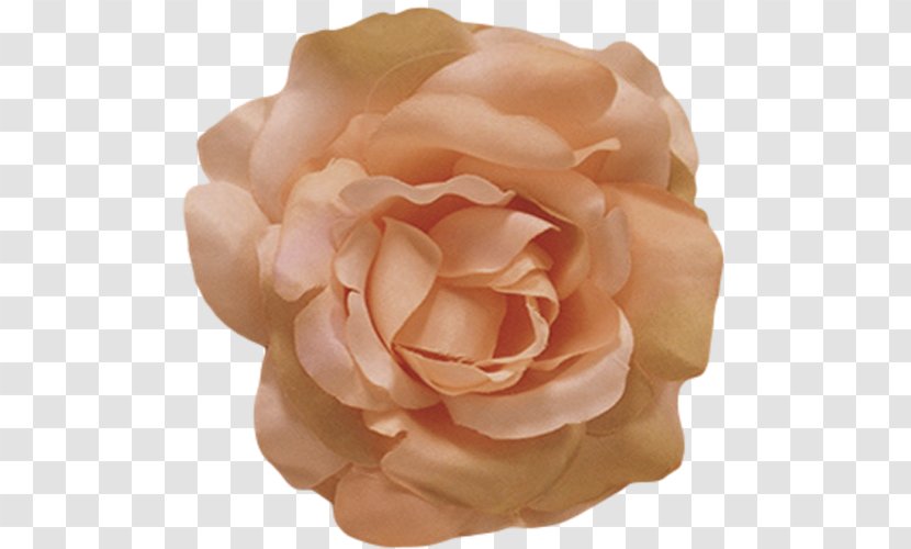 Flower Rose Petal Color Peach - Family - Hair Silk Transparent PNG