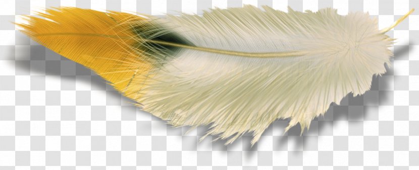 Image Clip Art Photography Feather - Yellow Transparent PNG