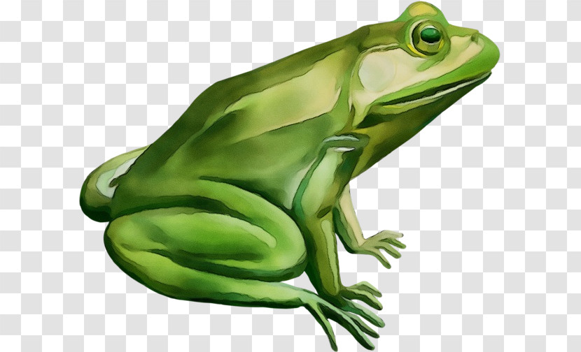 True Frog Frogs American Bullfrog Toad Tree Frog Transparent PNG