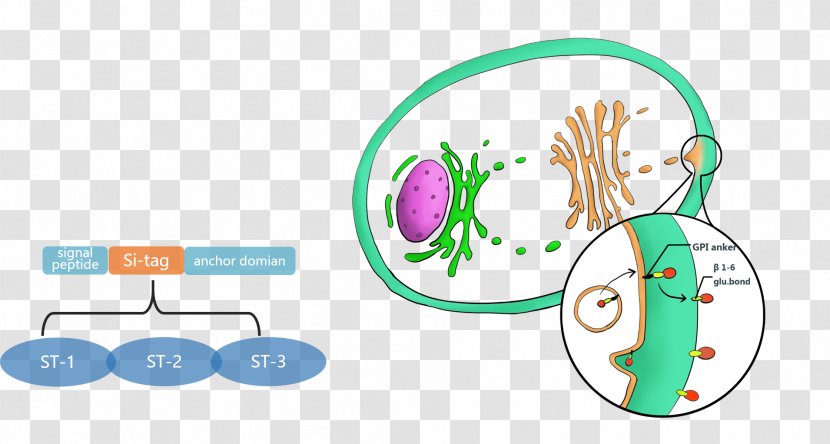 Yarrowia Lipolytica International Genetically Engineered Machine Cell Protein Secretion - Watercolor - Parts Transparent PNG