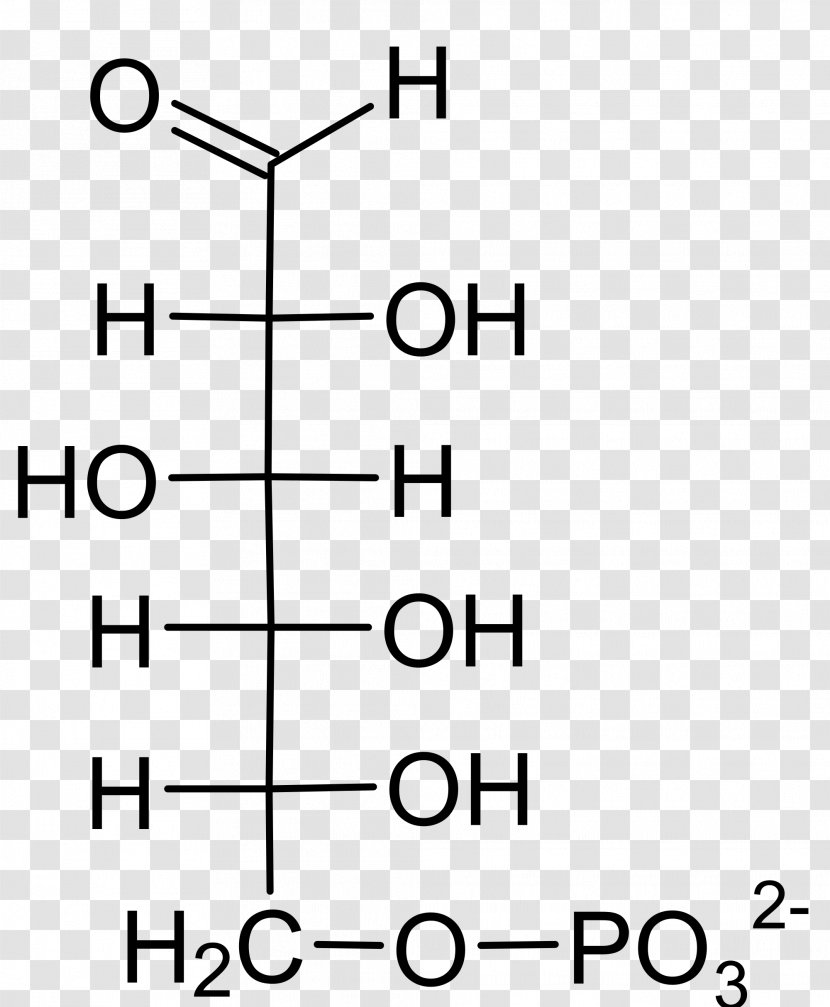 Glucose 6-phosphate 1-phosphate Galactose-1-phosphate Uridylyltransferase Glucose-6-phosphate Dehydrogenase - Hexose - Black Transparent PNG
