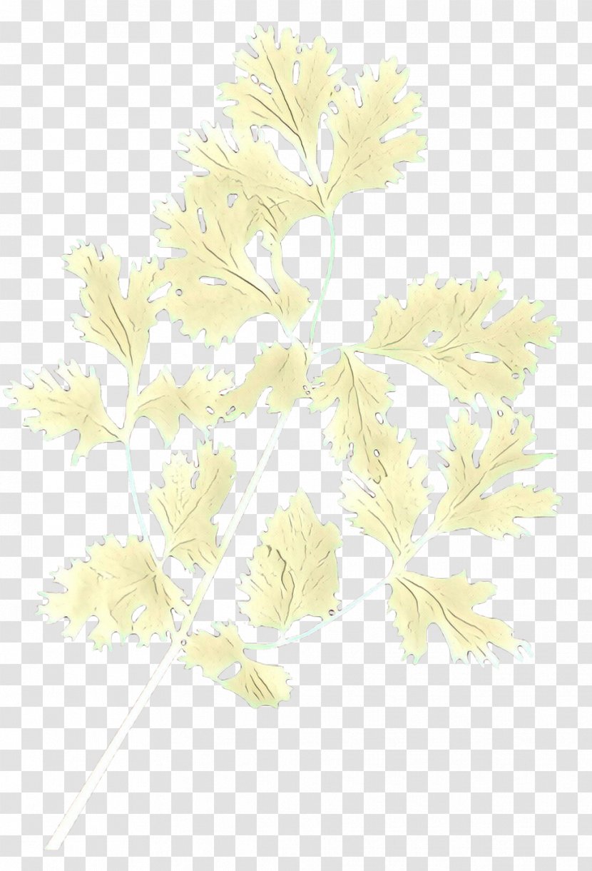 Floral Design Flower - White Transparent PNG