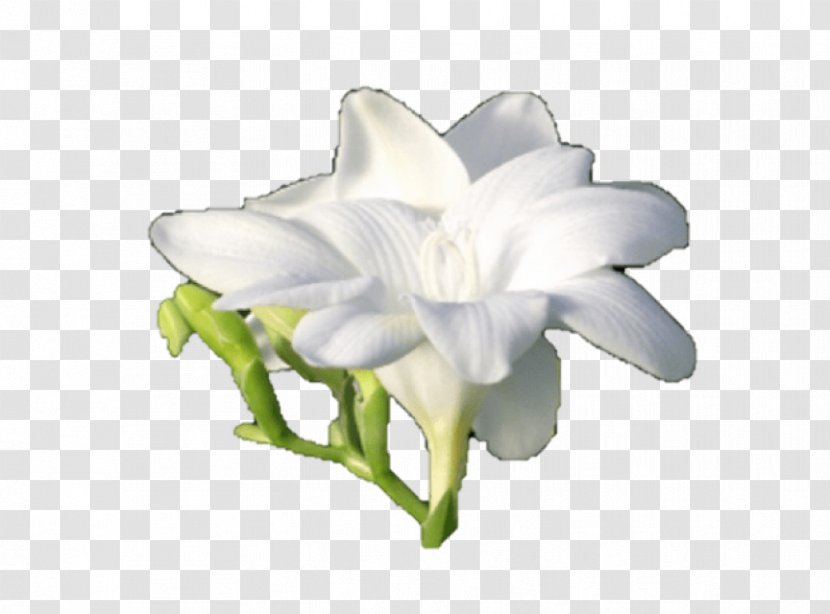 Freesia Cut Flowers Bulb Plant Stem - Petal Transparent PNG