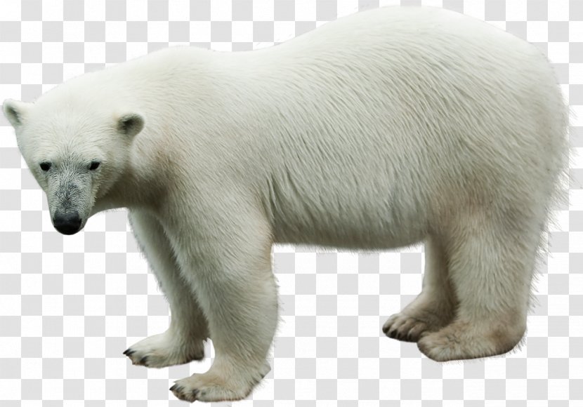 Polar Bear Animal Clip Art - Ru Transparent PNG