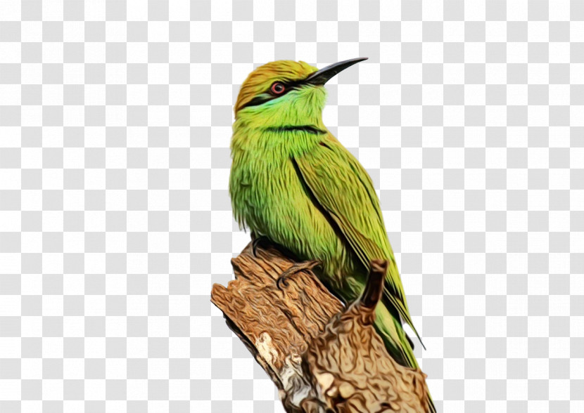 Hummingbirds Birds Bee-eater European Bee-eater Beak Transparent PNG