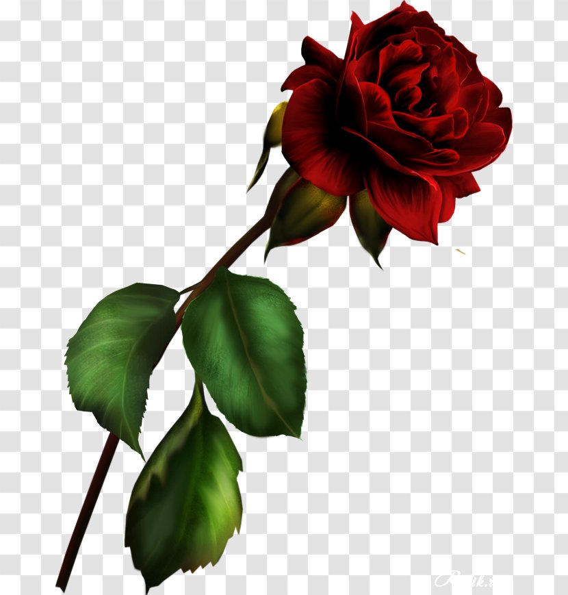 Blue Rose Garden Roses Rosa Gallica Clip Art - Petal - Red Decorative Transparent PNG
