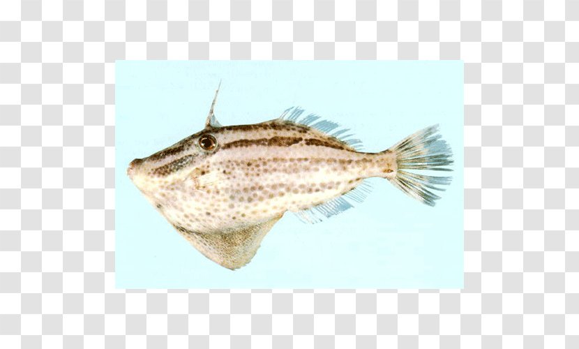 Flounder Sole Salted Fish Perch - Organism Transparent PNG