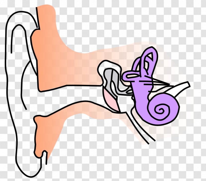 Ear Canal Anatomy Auricle Eardrum - Flower - Free Images Transparent PNG