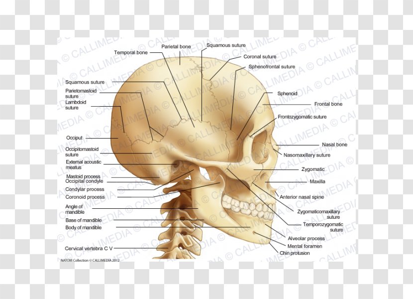 Occipital Bone Anatomy Coronoid Process Of The Ulna - Watercolor - Skull Transparent PNG