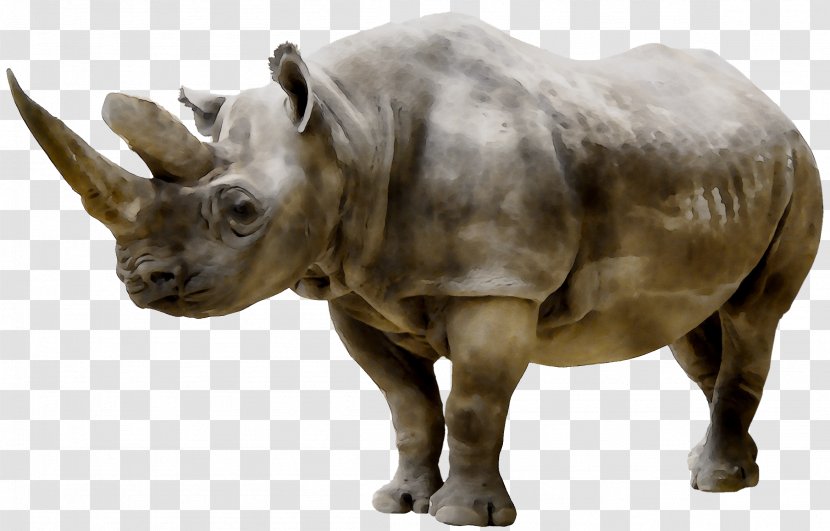 Rhinoceros Clip Art Nashorn Stock Photography Image - Horn Transparent PNG