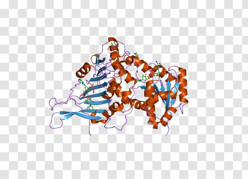 Glucose-6-phosphate Dehydrogenase Glucose 6-phosphate Nicotinamide Adenine Dinucleotide Phosphate - 6phosphate Transparent PNG