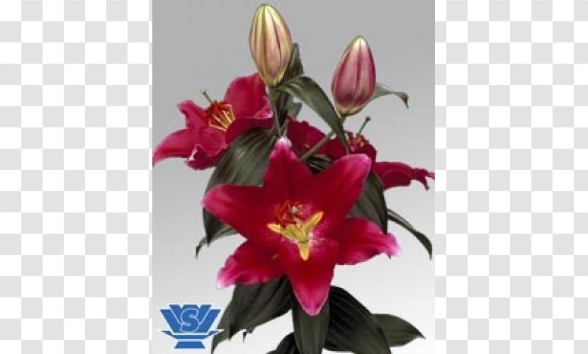 Lilium Flower Bulb Plant Oriental Hybrids - Blooming Lilies Transparent PNG