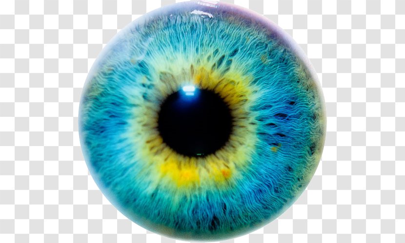Iris Eye Color Human - Heart Transparent PNG