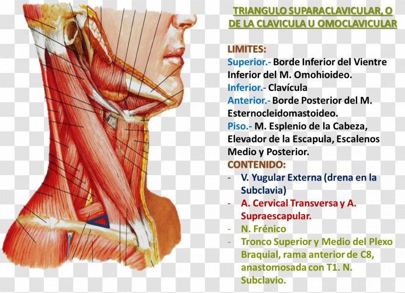 Posterior Triangle Of The Neck Anatomy Muscle - Flower Transparent PNG