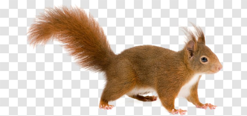 Squirrel Clip Art - Fauna - Squirrels Transparent PNG