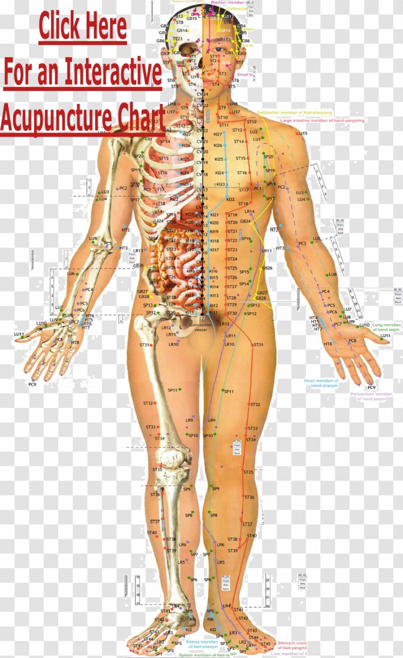 Acupuncture Meridian Traditional Chinese Medicine Acupressure Akupunktiopiste - Heart - Acupoints Transparent PNG