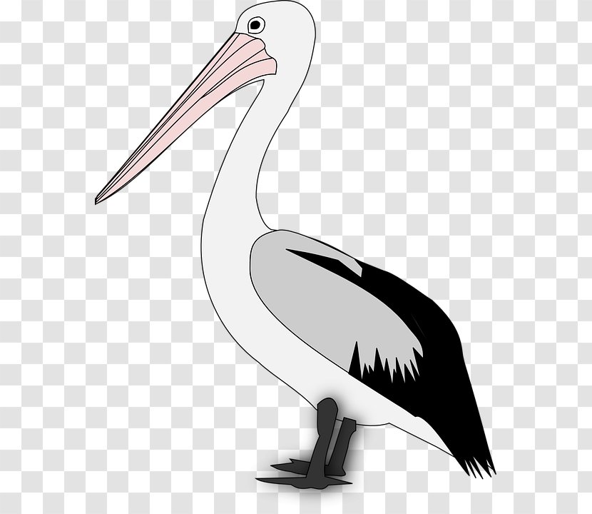 Pelican Bird Clip Art Transparent PNG